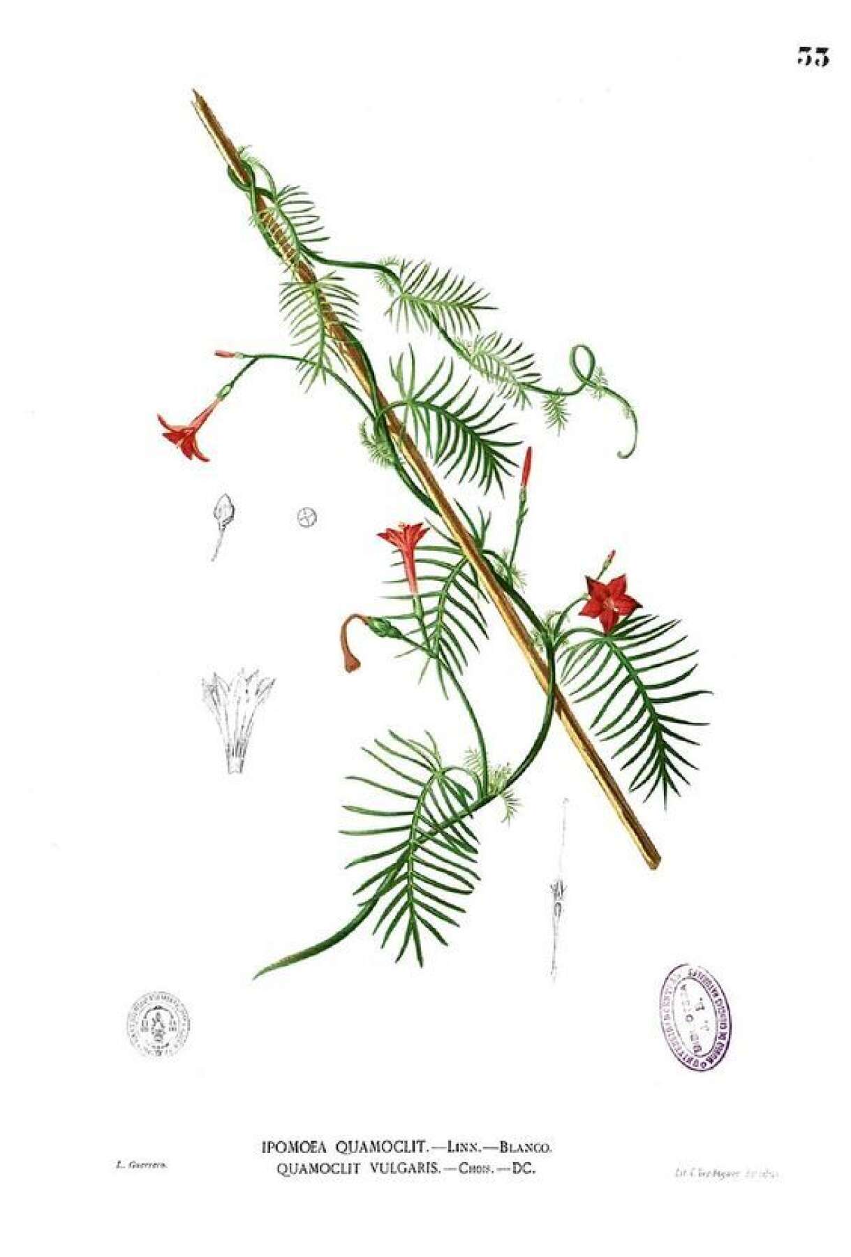 Cypress Vine