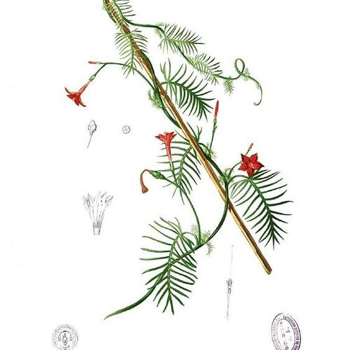 Cypress Vine